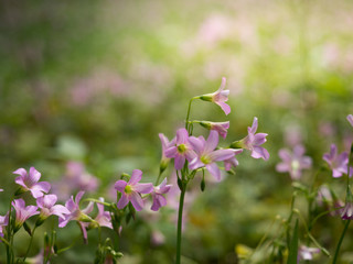 Purple flower field in the morning sunlight