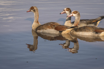 Obraz premium Egyptian Geese Reflections
