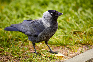 Серая галка на земле