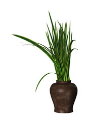 3D Rendering Sansevieria Plant on White