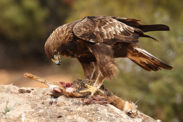 young male of golden eagle