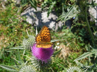 butterfly