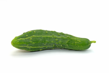 Gurke, Cucumis sativus, Cucumber