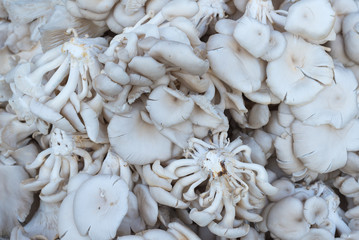 Oyster mushroom in a fresh market