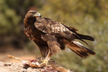 young male of golden eagle