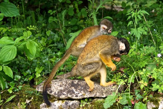 Two squirrel monkeys (Saimiri), walking side by side. La Vallée des Singes, France.