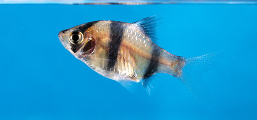 Aquarium fish, Barbus tetrazona