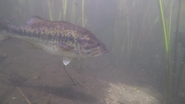 Big Largemouth Bass Swimming in the Reeds