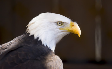 Side profile portrait of a Bald Eagle bird of prey, national bird of the Unites States of America