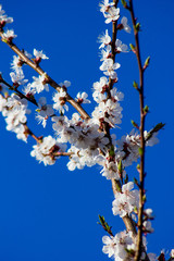 Branch of apricot tree with white flowers