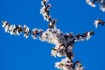 Branch of apricot tree with white flowers