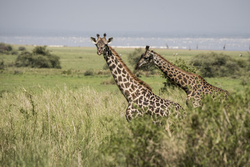 Giraffes and Lake Manyara