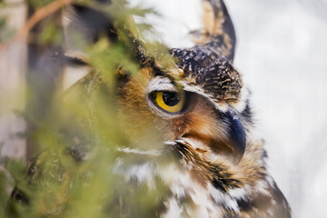 Stern Great Horned Owl predator perched in a tree partially hidden by leaves