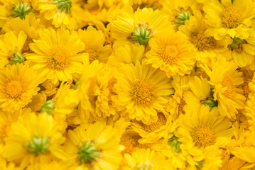Yellow Chrysanthemum flowers are picked and ready for pasteurization process to make a drink bottle