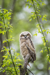 A cute Great-horned Owlet perched on a branch in the rain in the lush spring green forest.