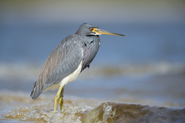 A colorful Tri-colored Heron wades into the shallow water along a shoreline on a bright sunny day.