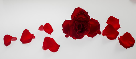 Rose petals on white background