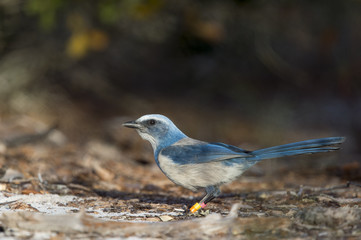 A curious Florida Scrub Jay searches for food along the low brush and ground in the soft evening light.