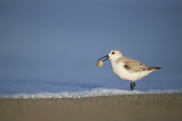 A Sanderling shorebird walks along the beach with a large Mole Crab in its beak in the soft light of the setting sun.