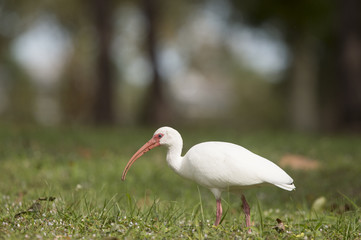 A White Ibis walks in green grass searching for food in the soft sun with a smooth background.