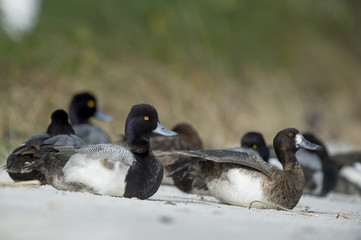 A small flock of Lesser Scaup ducks rest on a sandy beach in the soft sunlight with a green grassy background.