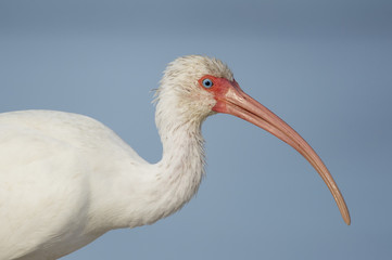 A close up portrait of a White Ibis against a smooth blue background showing off its bright blue eye and long curved pink bill.