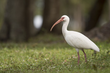 A White Ibis stands in green grass in the soft sun with a smooth background.
