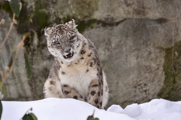 Snow Leopard 