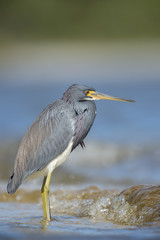 A colorful Tri-colored Heron wades into the shallow water along a shoreline on a bright sunny day.