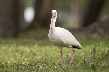 A White Ibis stands in the green grass and looks funny with its big curved bill facing head on.