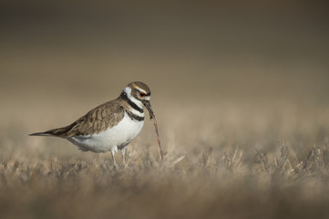A Killdeer pulls a worm from the ground on a sunny day in a field with a smooth brown background.
