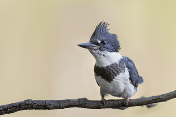 A juvenile Belted Kingfisher perched on a branch in soft light with a smooth background.