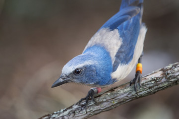 A curious Florida Scrub Jay searches for food along the low brush and ground in the soft evening light.