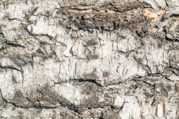 Natural Relief and Rough Bark Texture of Old Birch
