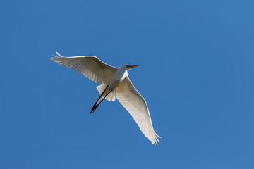 Great egret flying with blue background