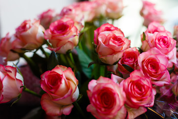 Pink roses for love background Bouquet of pink roses
