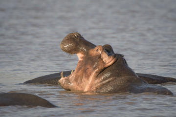 Yawning Baby Hippo