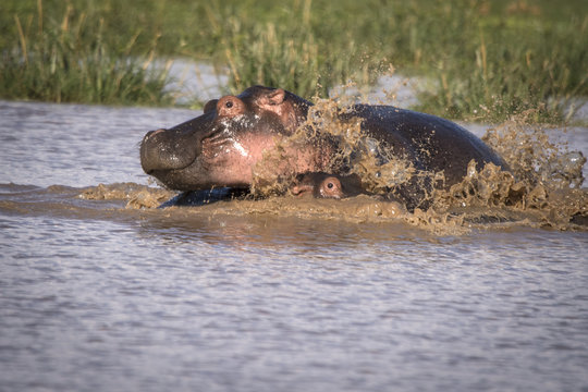 Restless Mama Hippo and Baby