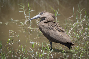 Hammerkop