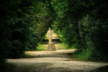 Nature path surrounded by trees in a forest