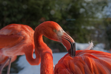 Caribbean flamingo (Phoenicopterus ruber), American Flamingo