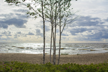 Fototapeta na wymiar Baltic sea view. Saulkrasti, Latvia