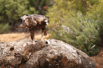 young male of golden eagle