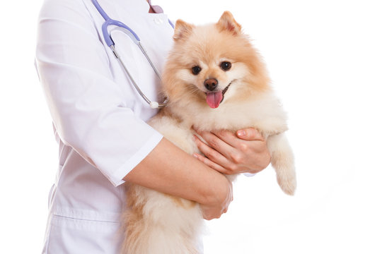 The vet is holding the dog breed Spitz.