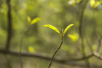 spring awakening, new leaves of a tree