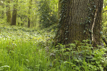 foot of a tree in a green forest