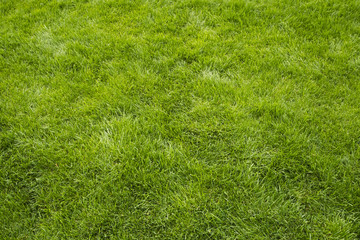 Grass texture, summer lawn background. Green freshly mown grass, copy space, backdrop