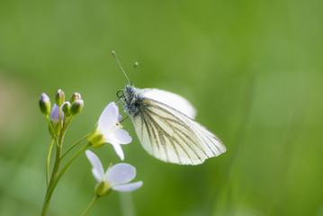 Rapsweißling auf Rauke