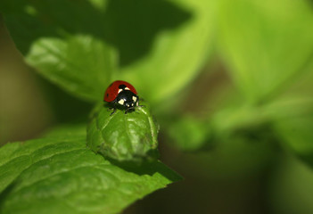red ladybug on green leaf
