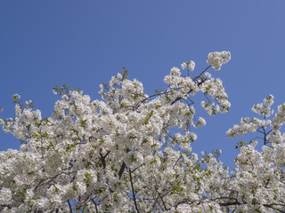 オオシマザクラと青空